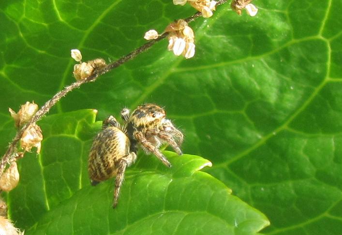 Carrhotus xanthogramma - Sostegno (BI)